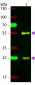 Anti-Goat IgG (H&L)  (ATTO 594 Conjugated) Pre-Adsorbed Secondary Antibody